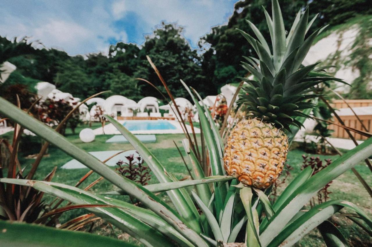 Igloo Beach Lodge マヌエル・アントニオ エクステリア 写真